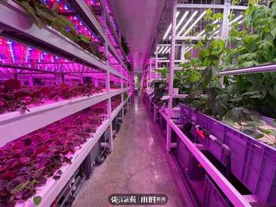 航天蔬菜杭州有同款，揭秘神奇植物工廠 人造陽光空氣，全程無農(nóng)藥的綠色革命